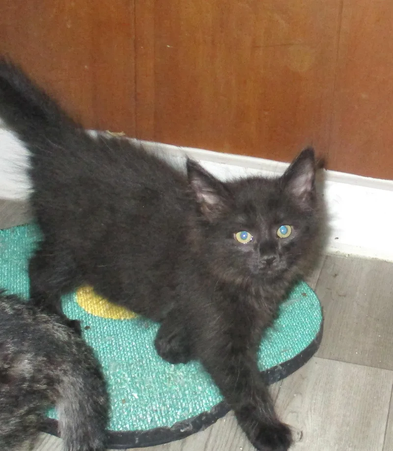 A baby medium-sized female Black Domestic Long Hair cat named Kona for adoption in Troutman, NC