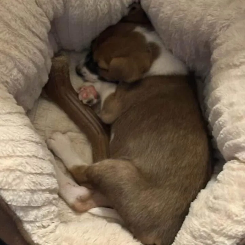 A baby medium-sized female Yellow / Tan / Blond / Fawn German Shepherd Dog dog named Carly for adoption in Brainerd, MN