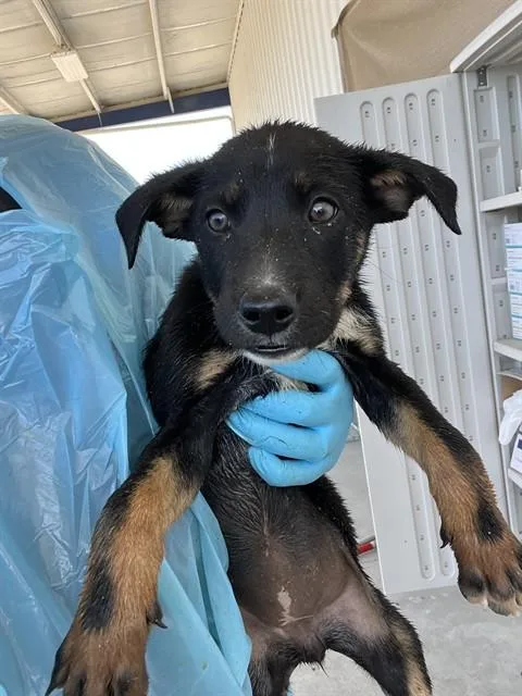 A baby small-sized female Black Shepherd dog named Summer  URGENT for adoption in Thousand Oaks, CA