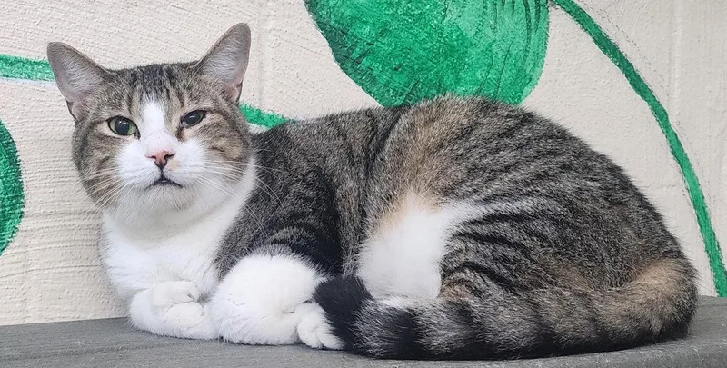 Mittens