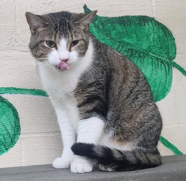 Mittens thumbnail 3