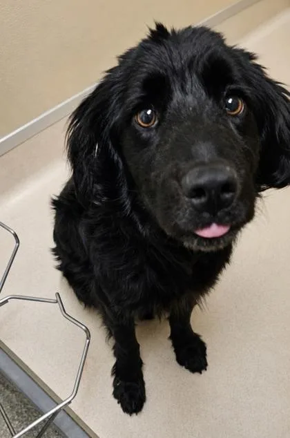 A young small-sized female Black Mixed Breed dog named Dahlia for adoption in Hamilton, OH
