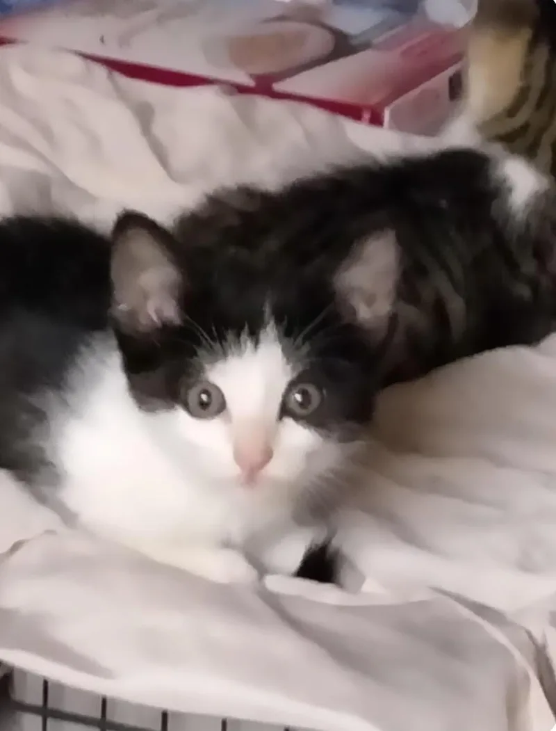 A baby medium-sized female Black & White / Tuxedo Domestic Short Hair cat named Suzy Q for adoption in Herculaneum, MO