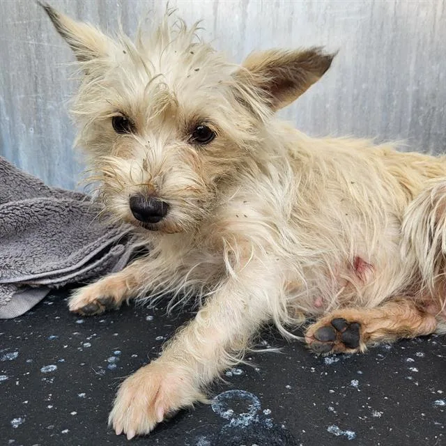 A young small-sized female Terrier dog named Lily Pearl for adoption in San Antonio, TX