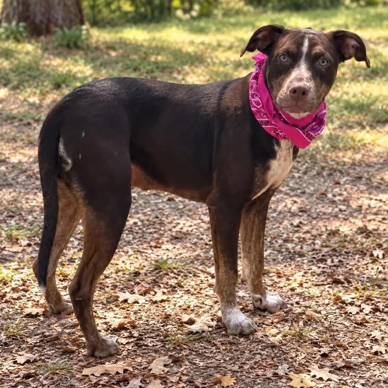 A young medium-sized female Brown / Chocolate German Shorthaired Pointer dog named Lizzie for adoption in Hackett, AR