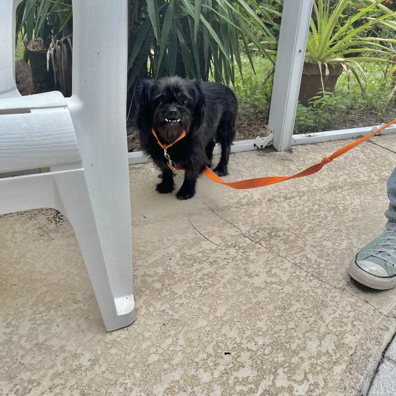 A senior small-sized male Black Mixed Breed dog named Julio for adoption in Naples, FL