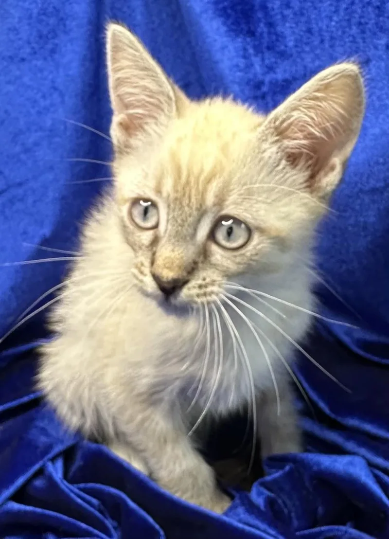 A baby small-sized male Siamese cat named Dalo for adoption in San Diego, CA