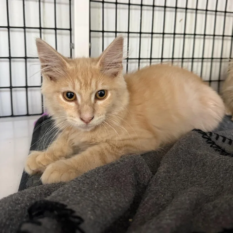 A baby medium-sized male Domestic Medium Hair cat named Sir Pounce for adoption in Ewing, NJ