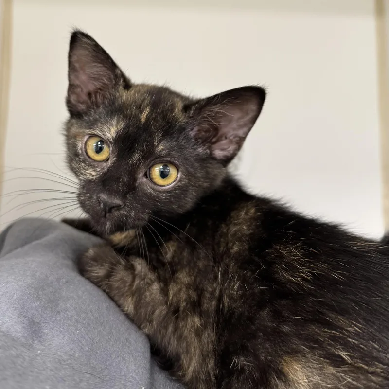 A young medium-sized female Domestic Short Hair cat named Trixie for adoption in Reisterstown, MD
