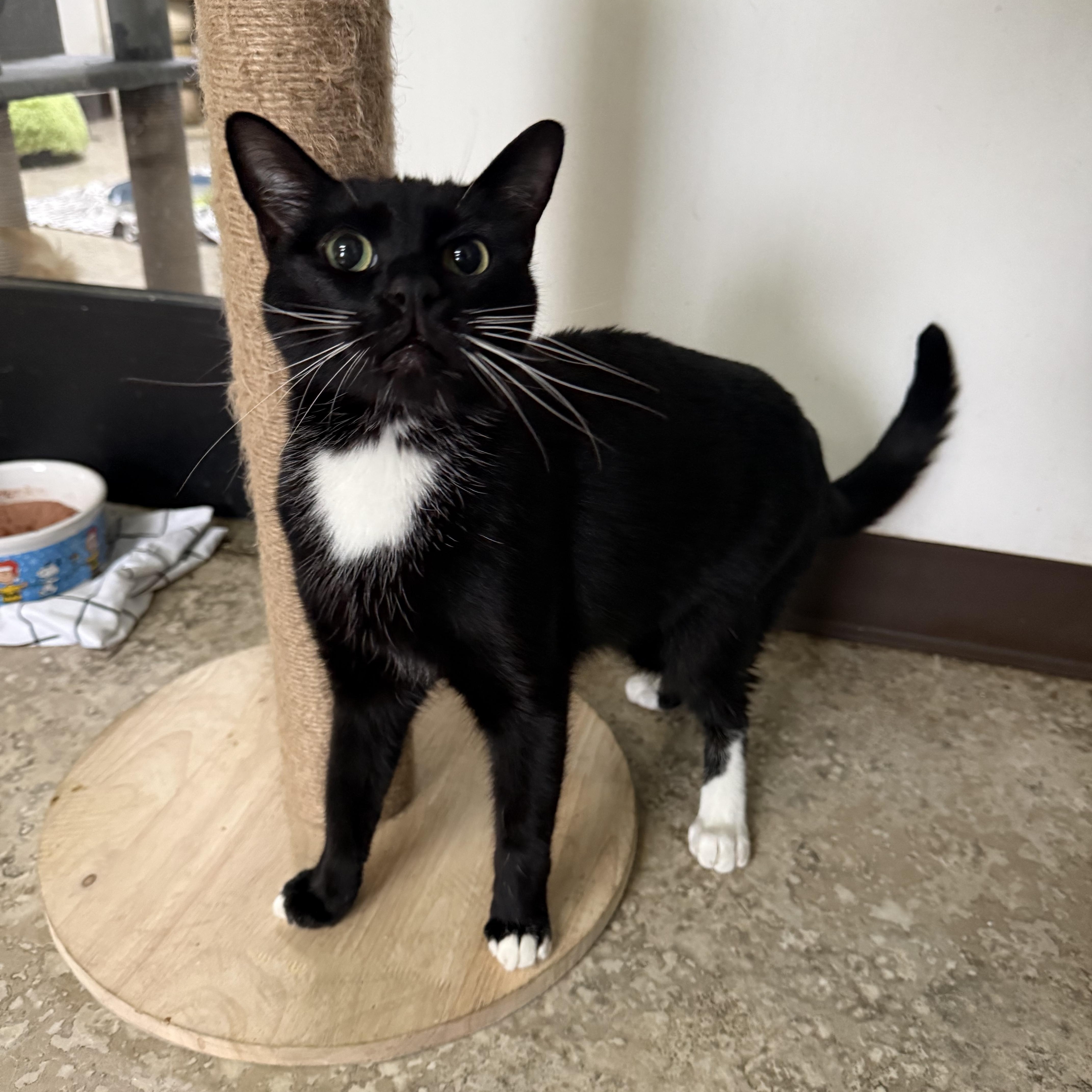 A young medium-sized male Black Domestic Short Hair cat named Poundcake for adoption in Hendersonville, TN