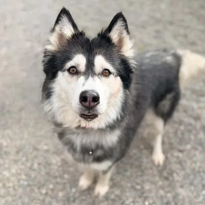 An adult medium-sized female Black Mixed Breed dog named Louise for adoption in Adrian, MI