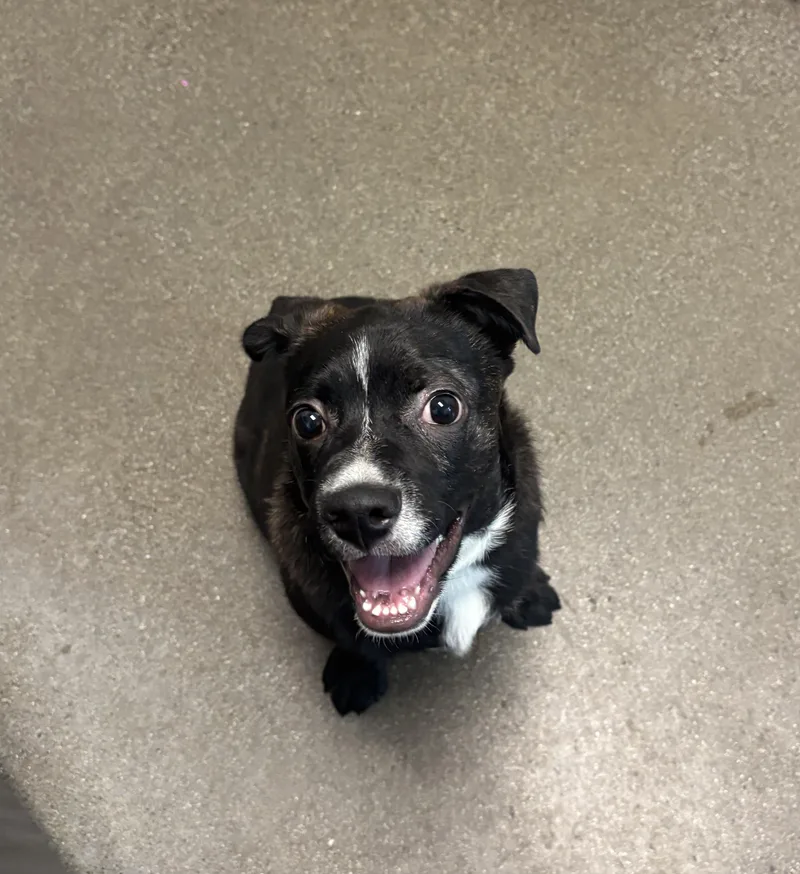 A young medium-sized male Pit Bull Terrier dog named Frankie for adoption in Chico, CA