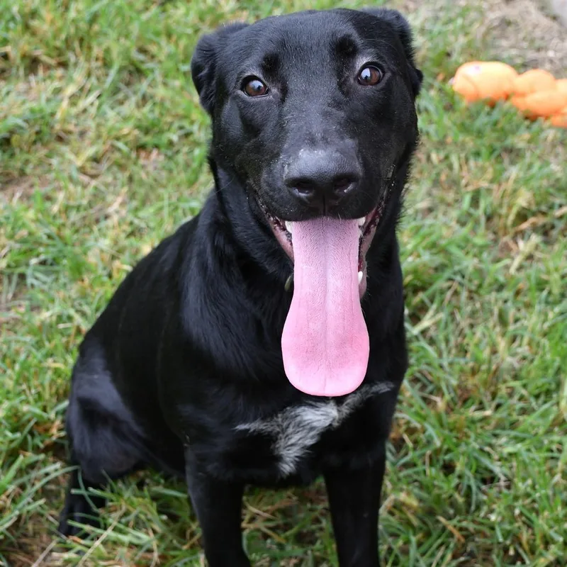 A young medium-sized male Black Labrador Retriever dog named Clyde for adoption in Beaumont, TX