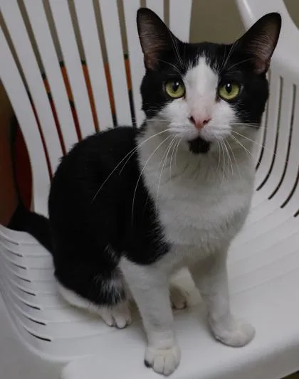 An adult medium-sized male Domestic Short Hair cat named Larry for adoption in Verona, WI