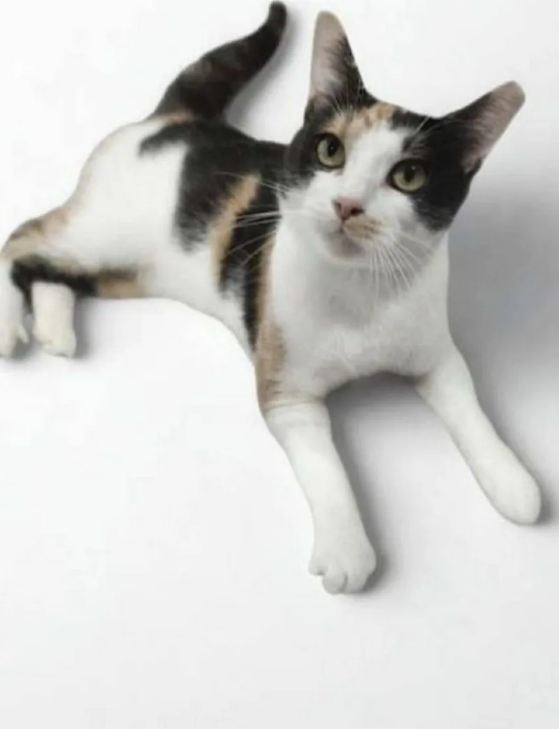 Hazel thumbnail 2