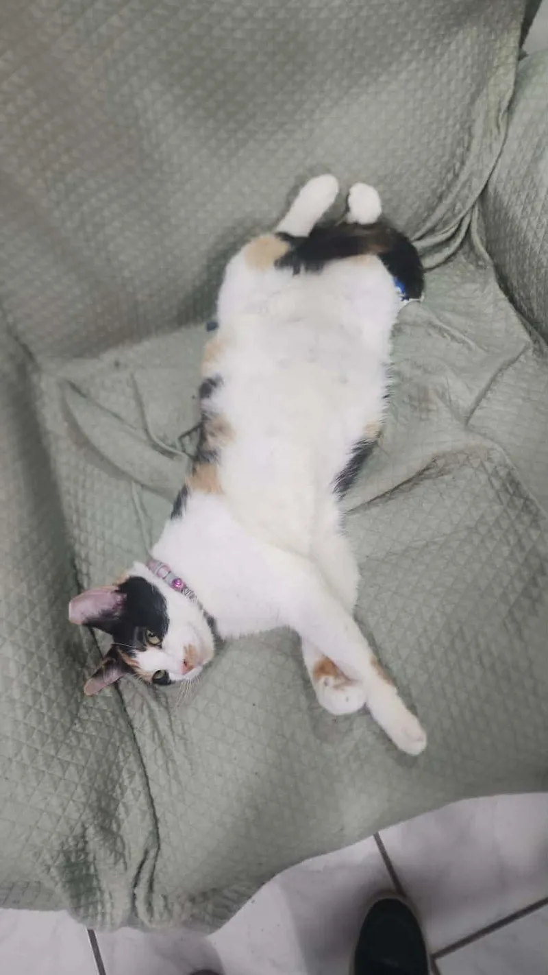 Hazel thumbnail 3