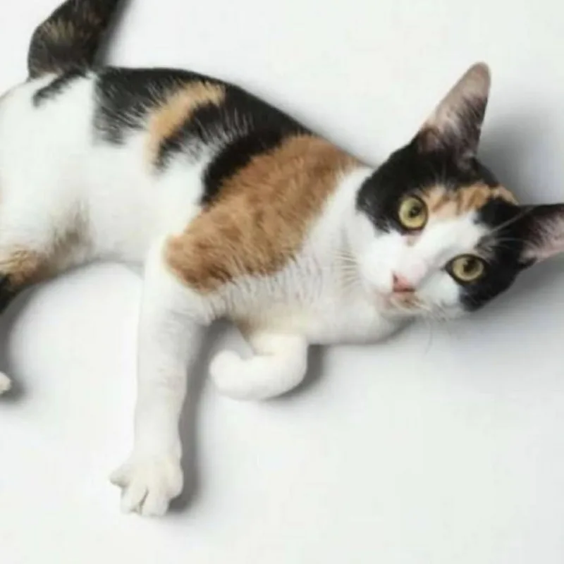 A young small-sized female Calico cat named Hazel for adoption in Miami, FL