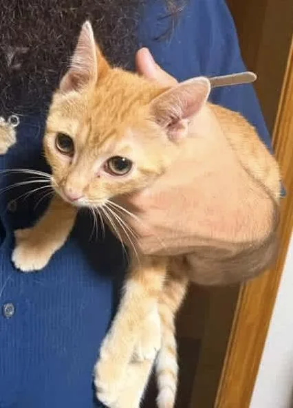 A baby medium-sized male Tabby (Orange / Red) Domestic Short Hair cat named Ben for adoption in Oklahoma City, OK