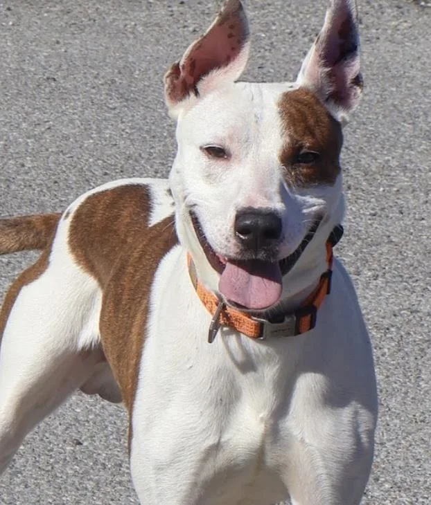 A young medium-sized male Pit Bull Terrier dog named Boss for adoption in Hollister, MO