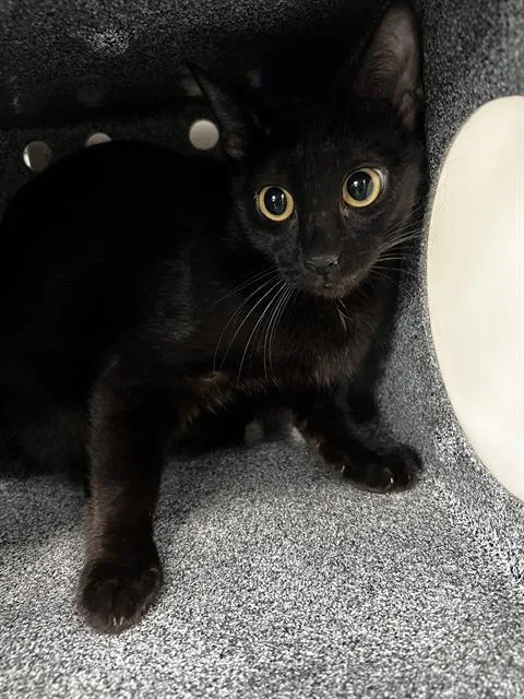 A young medium-sized female Domestic Medium Hair cat named Sky for adoption in Dallas, TX
