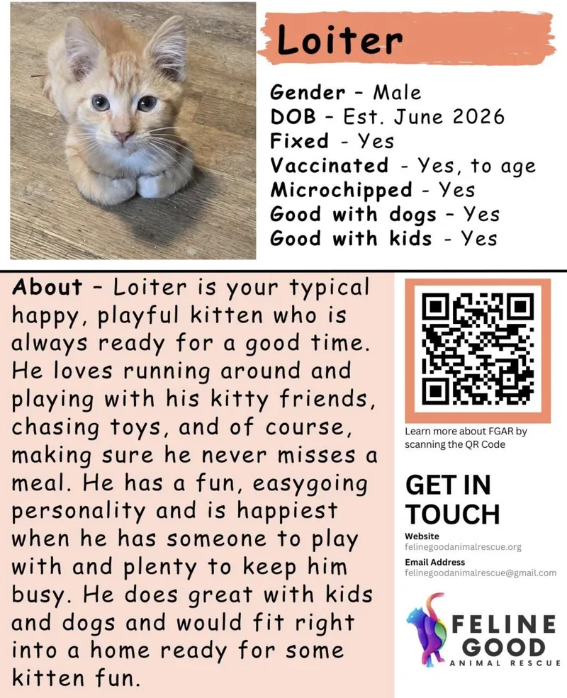 A baby medium-sized male Tabby (Orange / Red) Domestic Short Hair cat named Loiter for adoption in Eugene, OR
