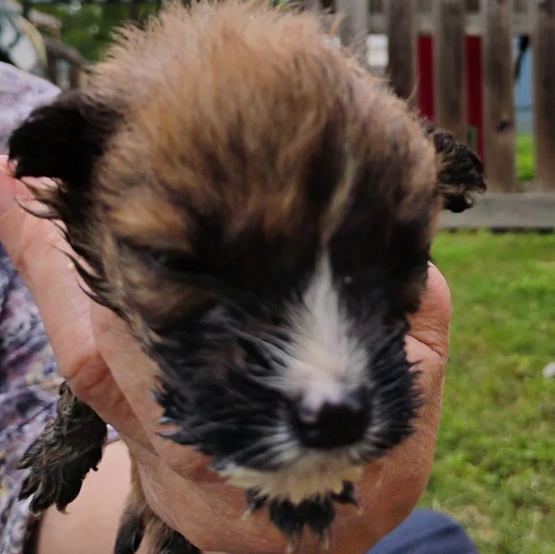 A baby medium-sized female Bicolor Mixed Breed dog named Sweet Pea for adoption in Brenham, TX
