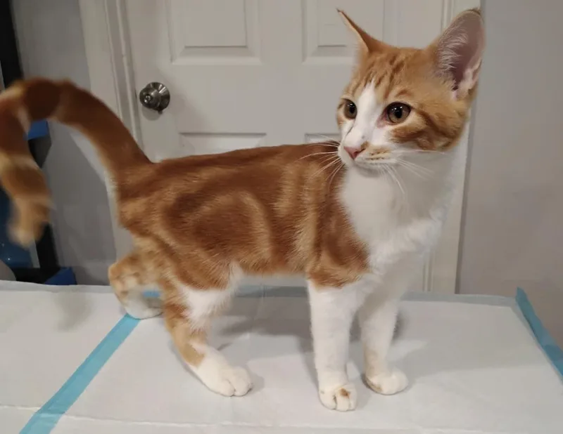 A young medium-sized male Domestic Short Hair cat named Pilot for adoption in Richland Hills, TX