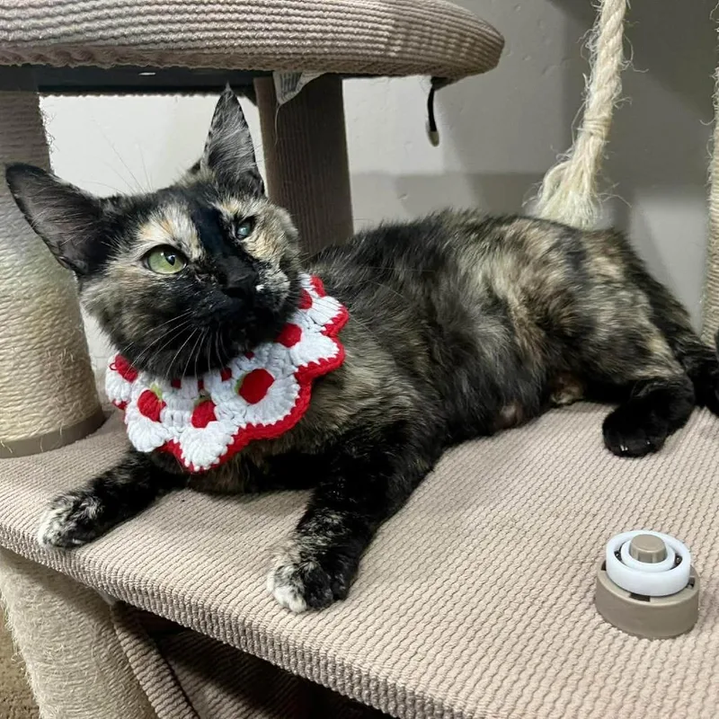 An adult small-sized female Tortoiseshell Domestic Short Hair cat named Hazel Argo for adoption in Eagle Mountain, UT