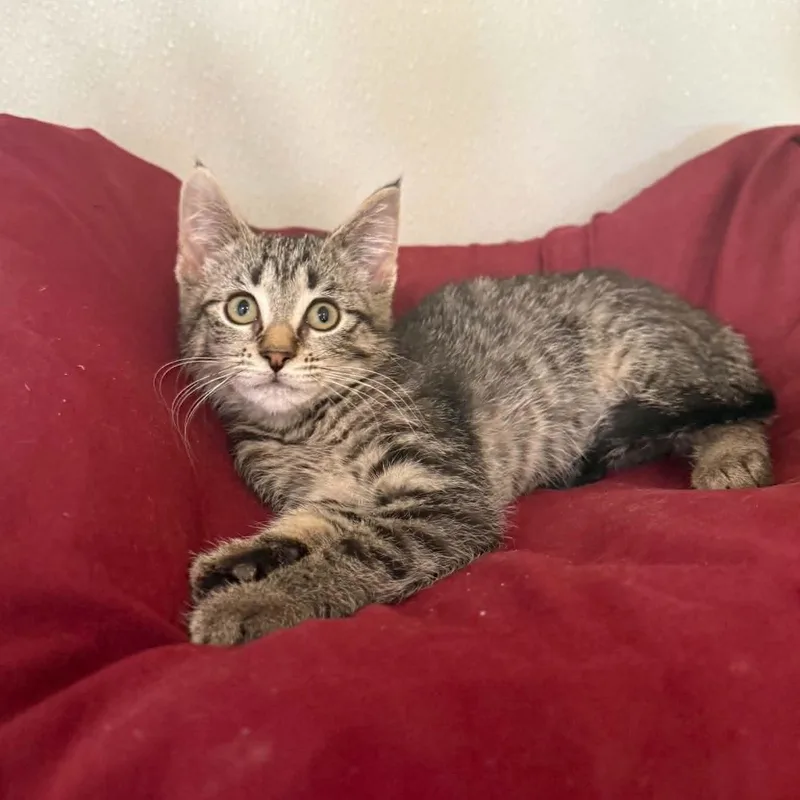 Marsala