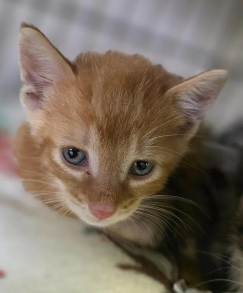 A baby medium-sized male Domestic Short Hair cat named Alastair for adoption in Saginaw, MI
