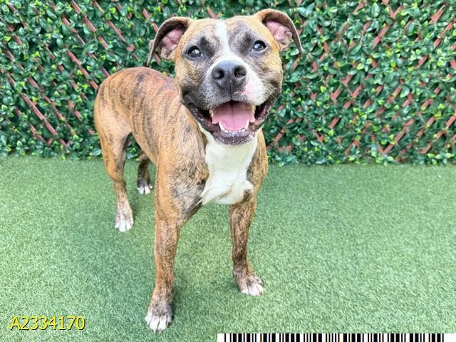An adult medium-sized male Mixed Breed dog named Yazzy for adoption in West Palm Beach, FL