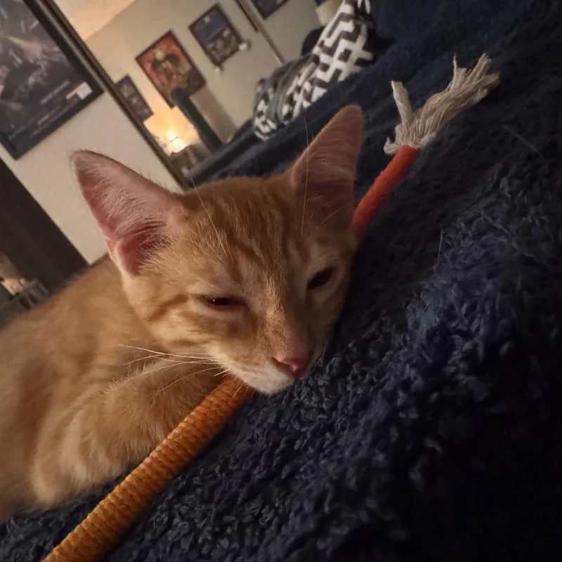 A baby small-sized male Orange / Red Domestic Medium Hair cat named Tigger for adoption in Lake Jackson, TX