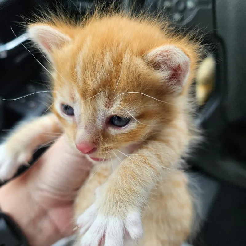 Tigger thumbnail 2