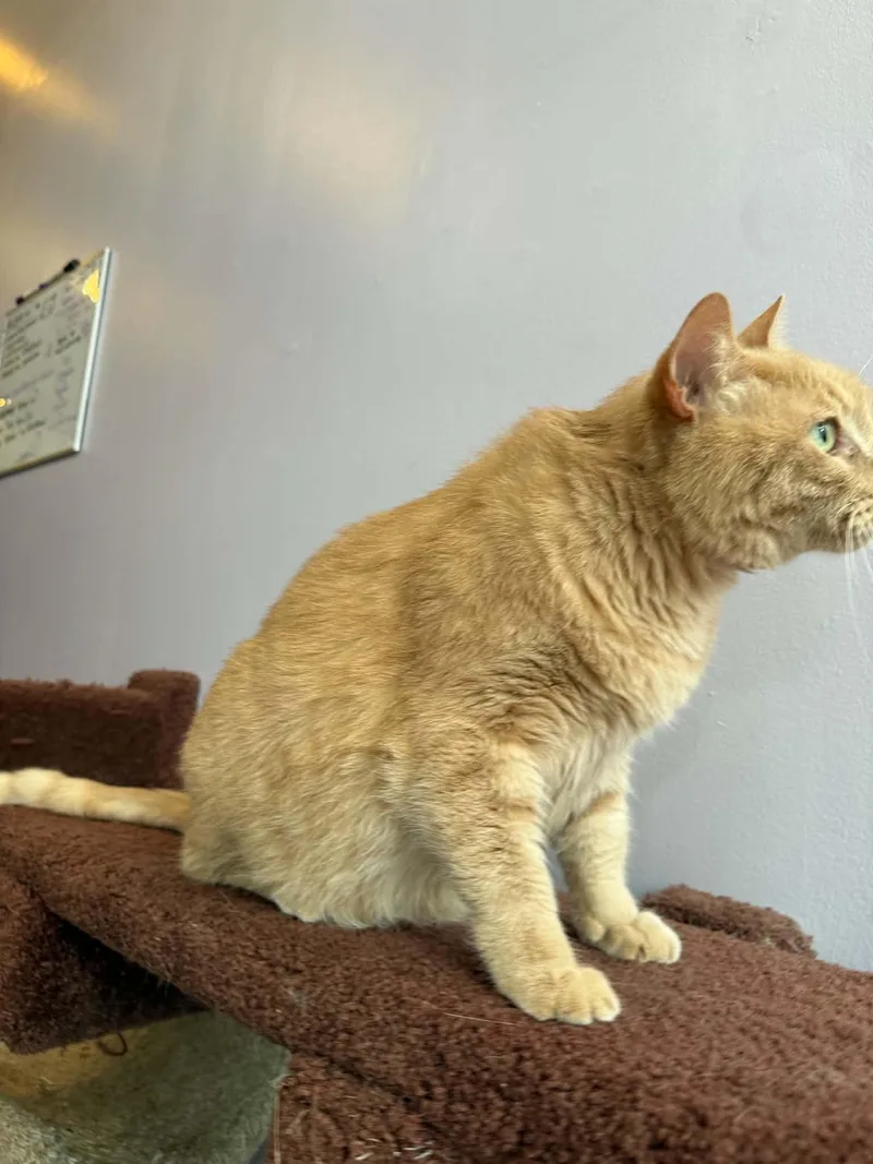 A senior extra large-sized male Domestic Short Hair cat named Bucky for adoption in West Lafayette, IN