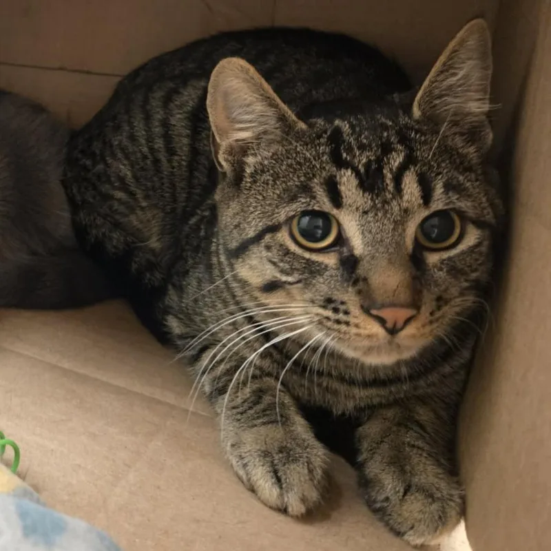 A young medium-sized male Gray / Blue / Silver Domestic Short Hair cat named Jules for adoption in Ballston Spa, NY