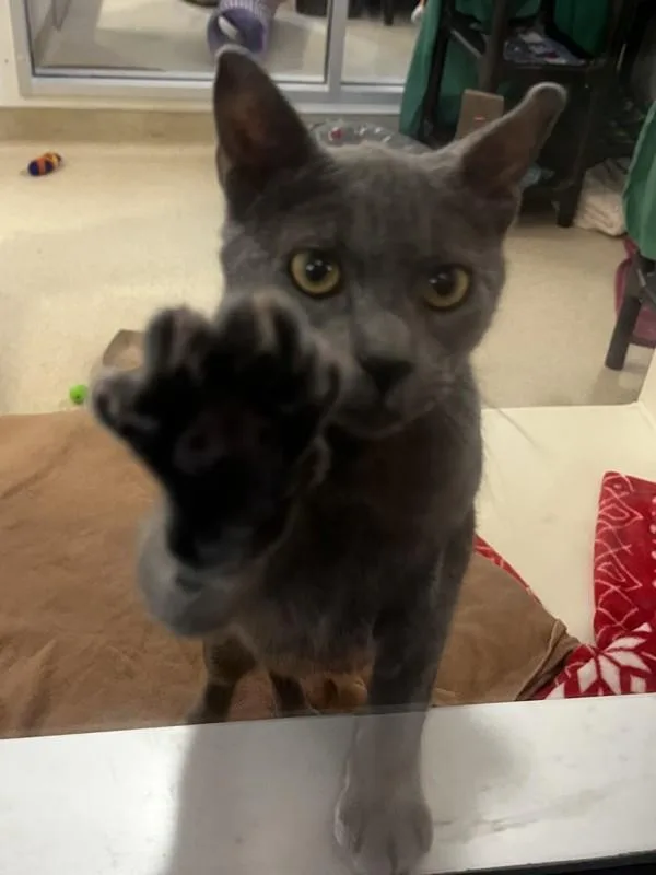 A young small-sized female Domestic Short Hair cat named Sadie Jane for adoption in Santa Rosa, CA