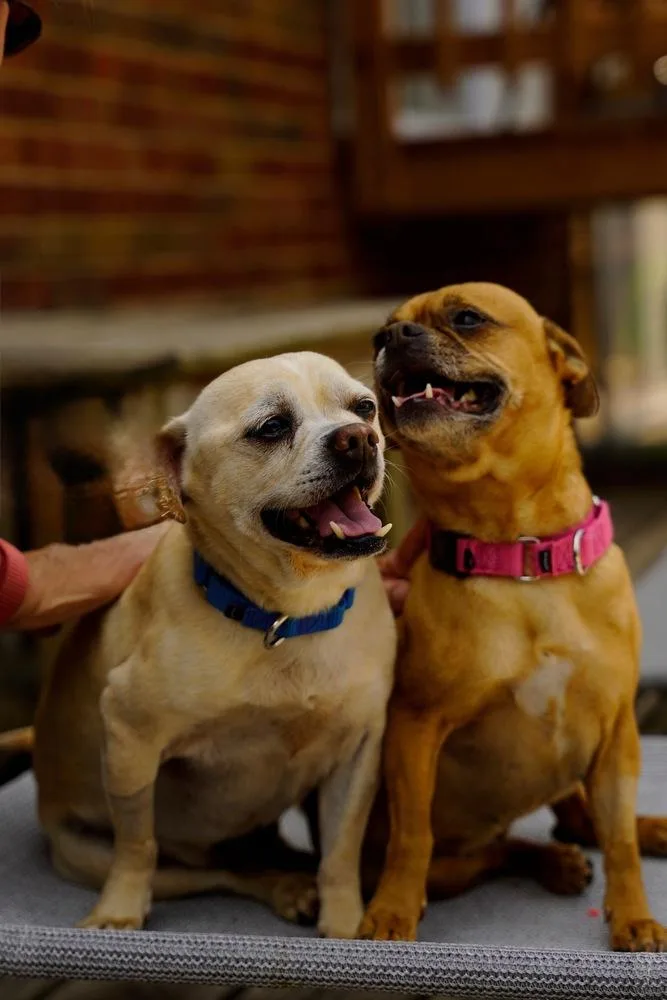 A senior small-sized female Pug dog named Angela for adoption in LA GRANGE PARK, IL