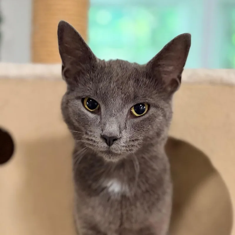 A young medium-sized female Gray / Blue / Silver Domestic Short Hair cat named KayKay for adoption in Aldie, VA
