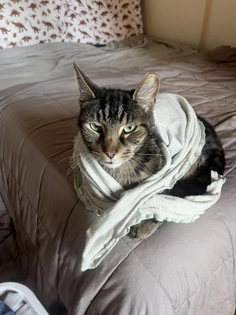 An adult large-sized male Tabby (Brown / Chocolate) Domestic Short Hair cat named Sully Patton for adoption in Philadelphia, PA