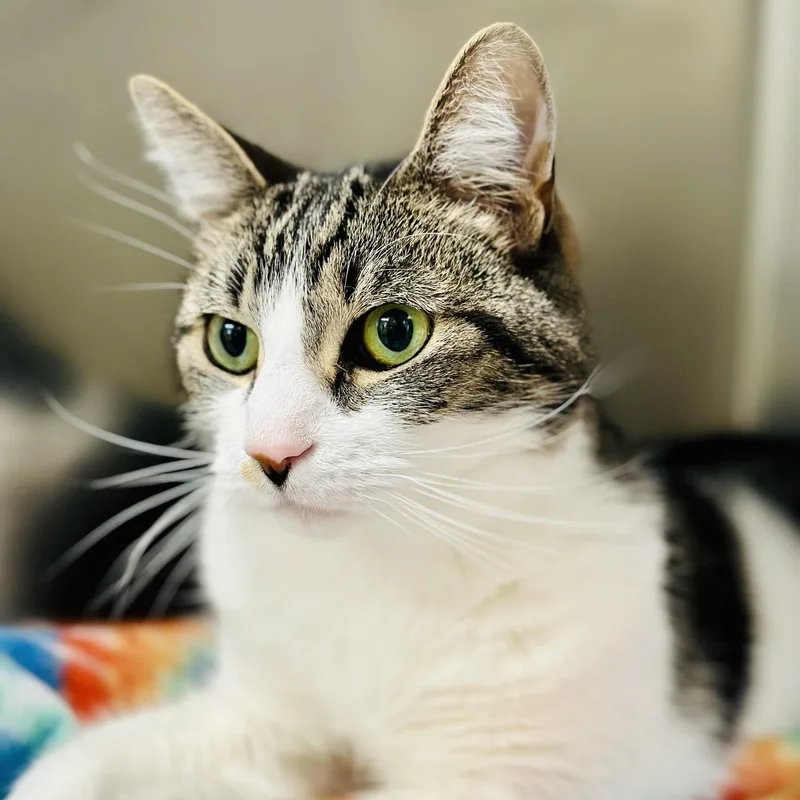 An adult medium-sized male Tabby (Brown / Chocolate) Domestic Short Hair cat named Fenway for adoption in Jackson, NJ