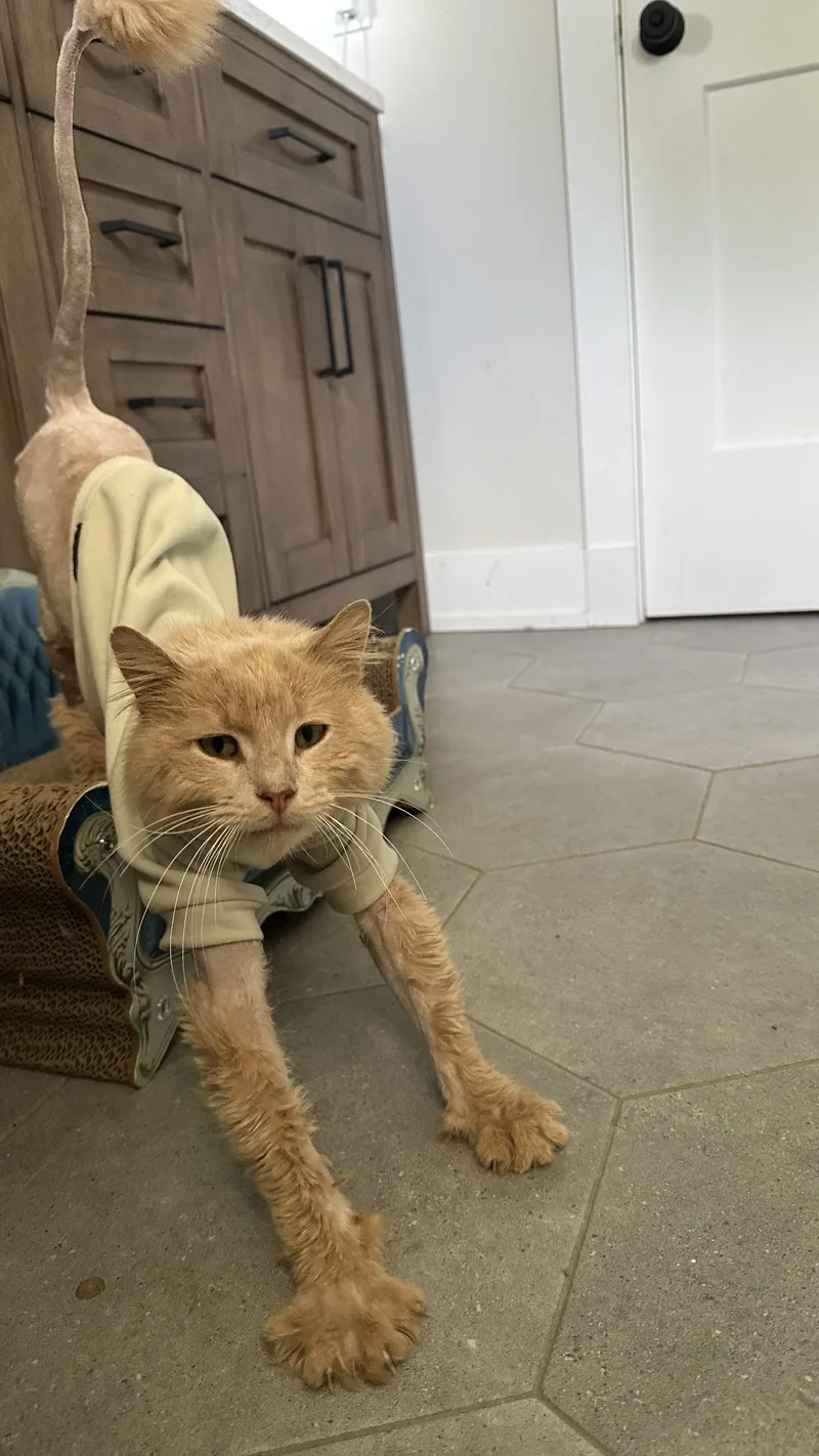 An adult large-sized male Orange / Red Domestic Long Hair cat named Blaze for adoption in Monticello, IN