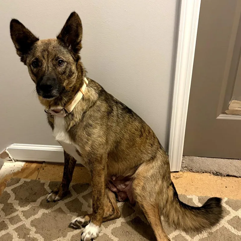 An adult medium-sized female Brindle Plott Hound dog named Willa for adoption in Ferndale, MI