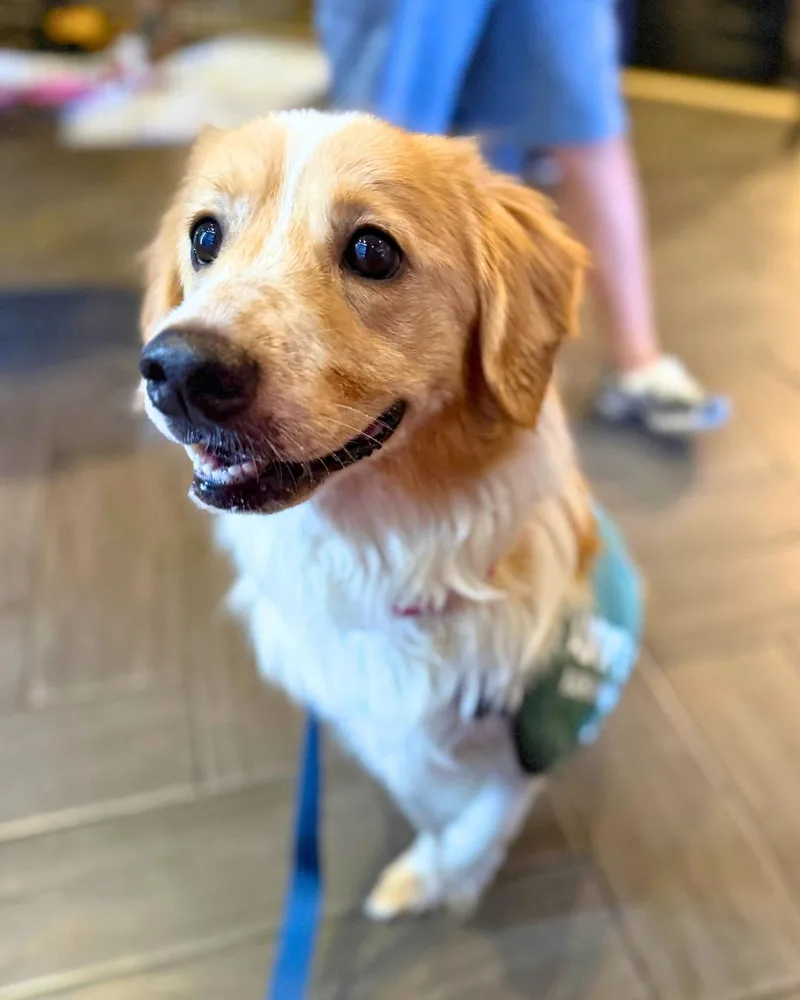 A young medium-sized male Red / Chestnut / Orange Corgi dog named Tanner for adoption in New York, NY
