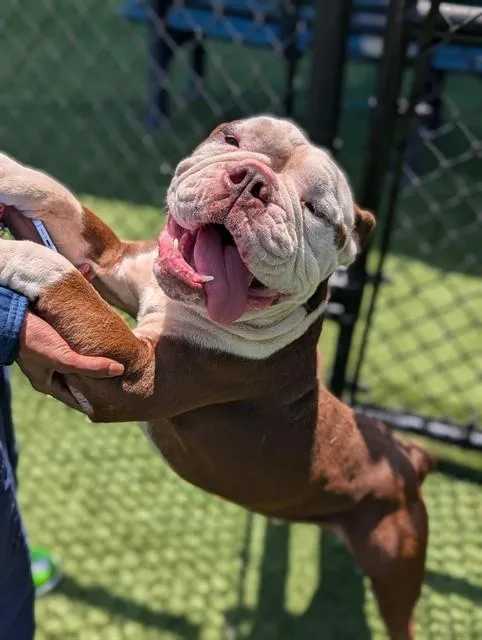 An adult medium-sized male American Bulldog dog named King for adoption in Dallas, TX