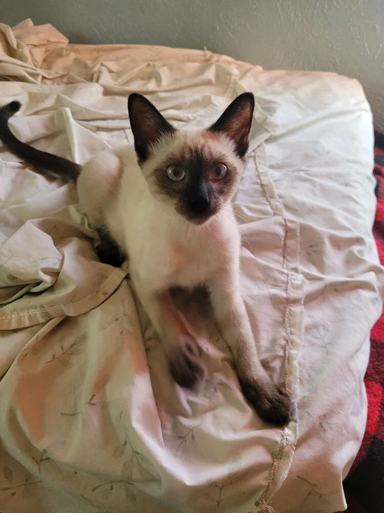 A baby small-sized male Siamese cat named Master Po for adoption in Dallas, TX