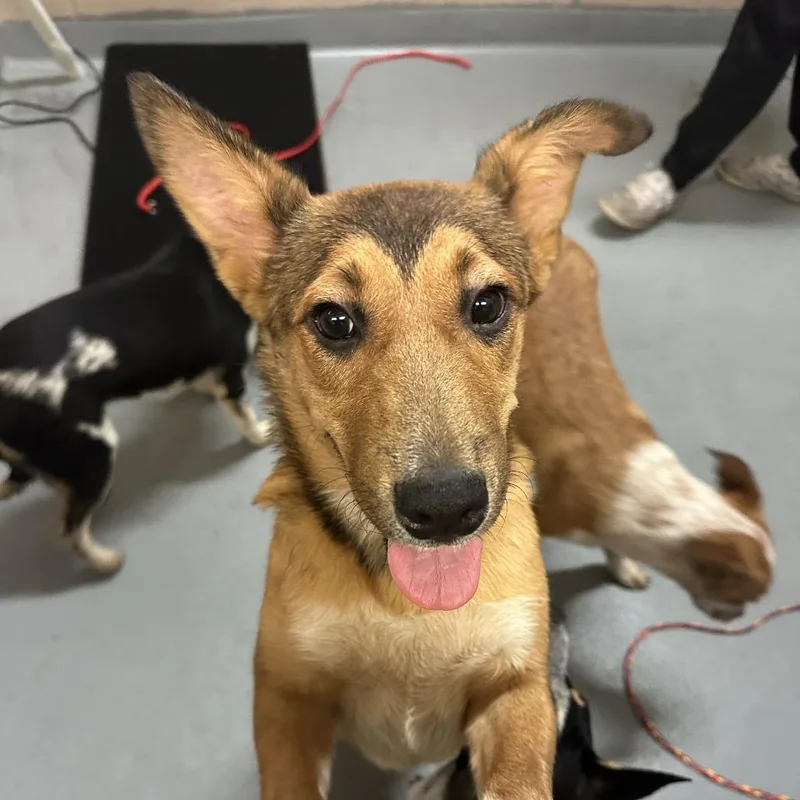 A young medium-sized male Mixed Breed dog named Triumph for adoption in Tacoma, WA