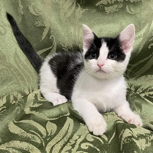 A baby small-sized female Domestic Short Hair cat named A for adoption in San Bernardino, CA