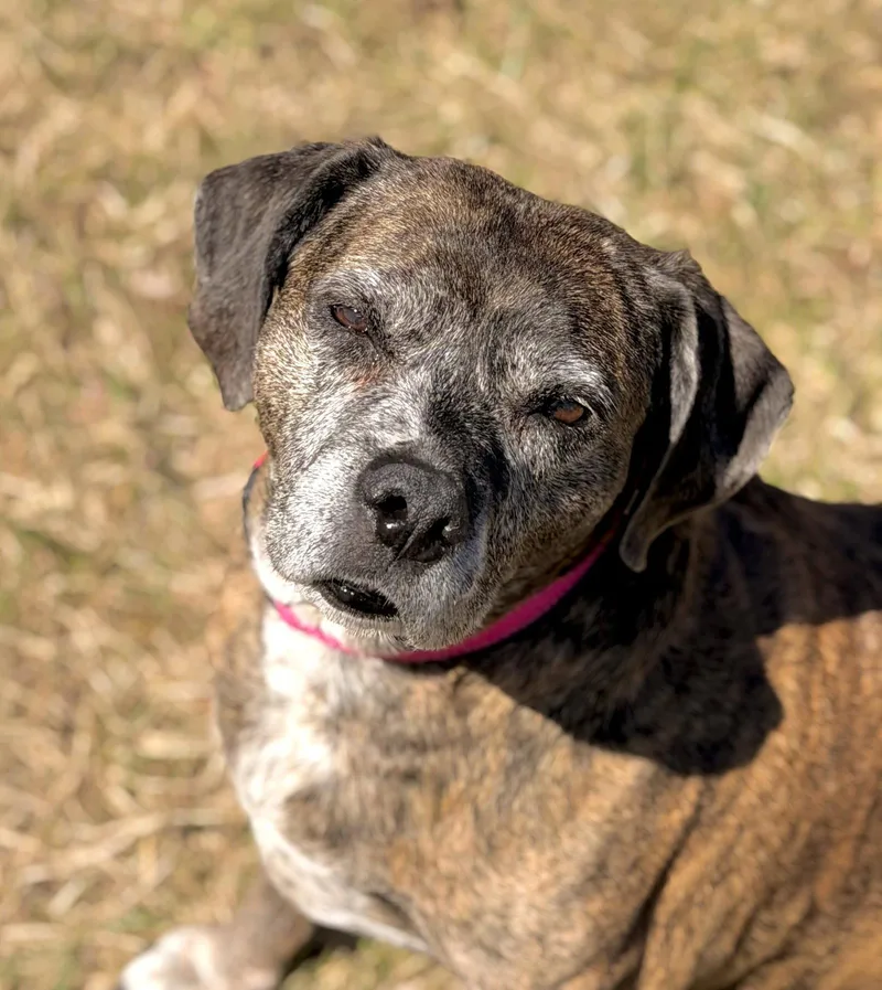 A senior large-sized female Hound dog named Mocha for adoption in Arlington, VT