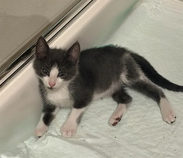 A baby medium-sized male Domestic Short Hair cat named Blaze for adoption in Camarillo, CA