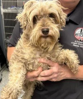 An adult small-sized female Schnauzer dog named Willow Westworm for adoption in Washington, DC